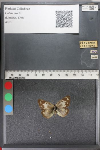 Media type: image;   Entomology 118751